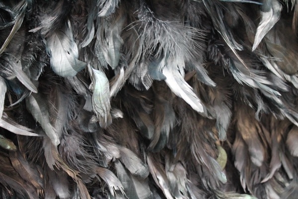 Black Feathers on Silk Chiffon